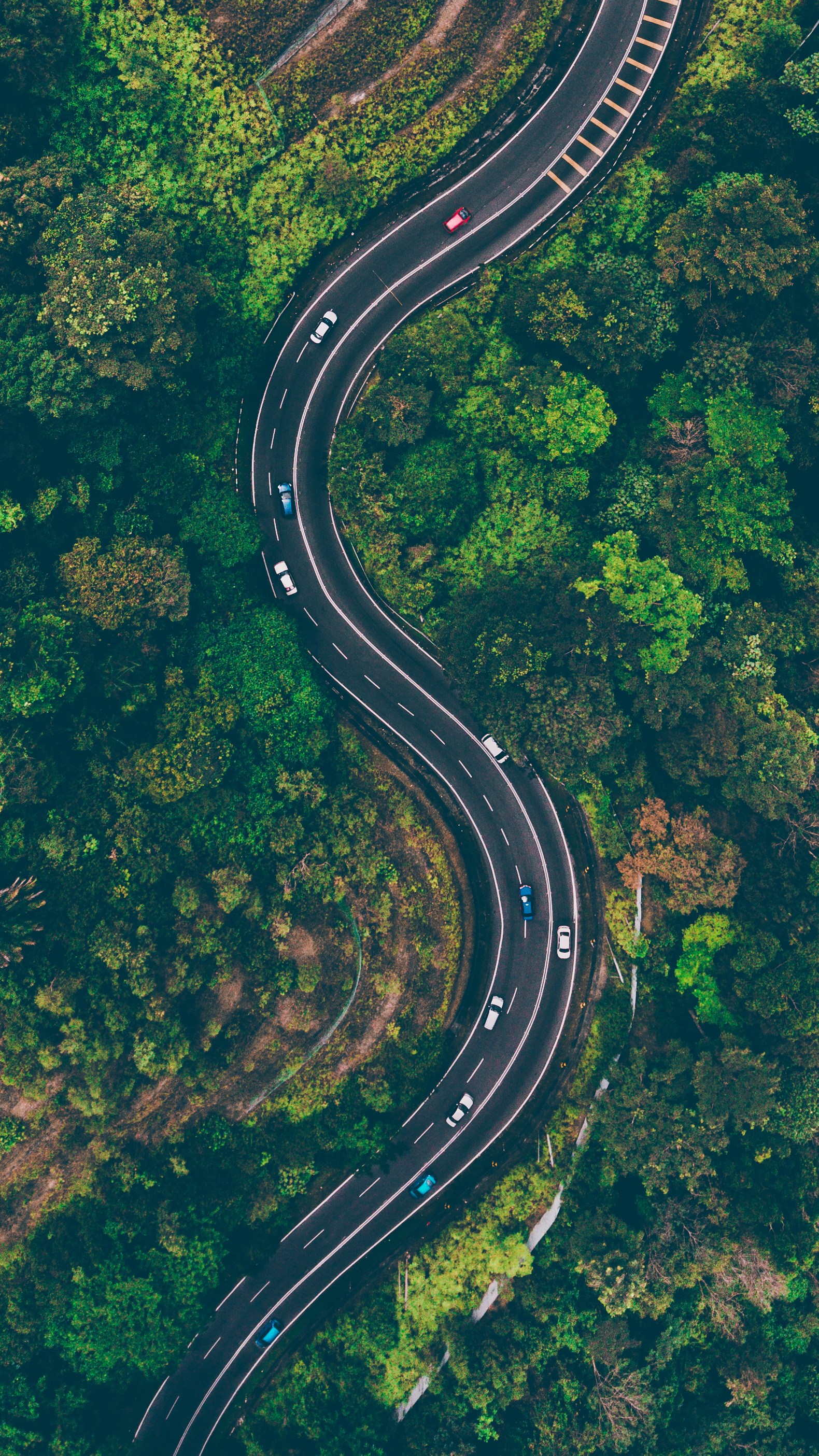 Aerial View of Road in the Middle of Trees