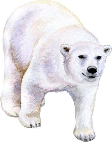 Watercolor Polar Bear