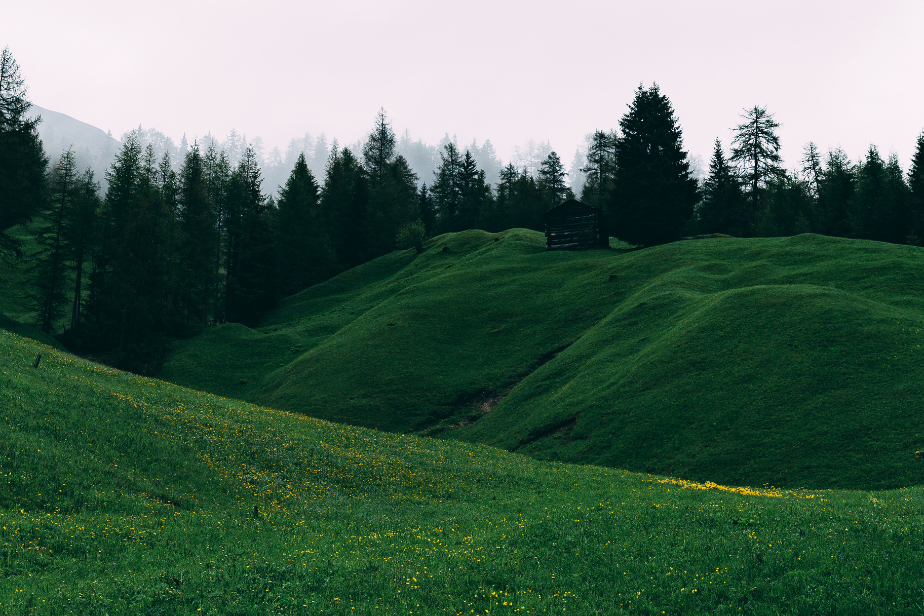 Green Grass Field and Trees