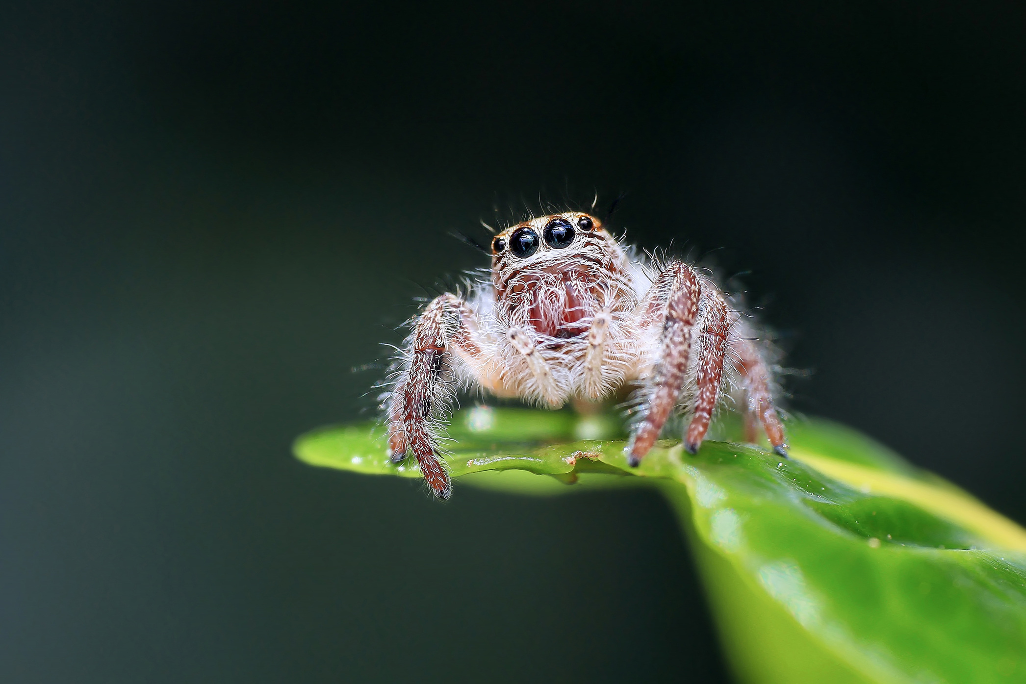 Close-up of Spider on Web Against Black Background