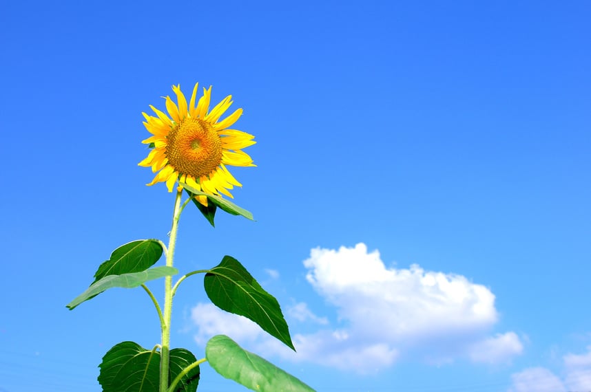 Sunflower in Nature