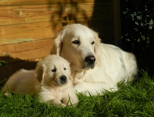 A Dog and A Puppy