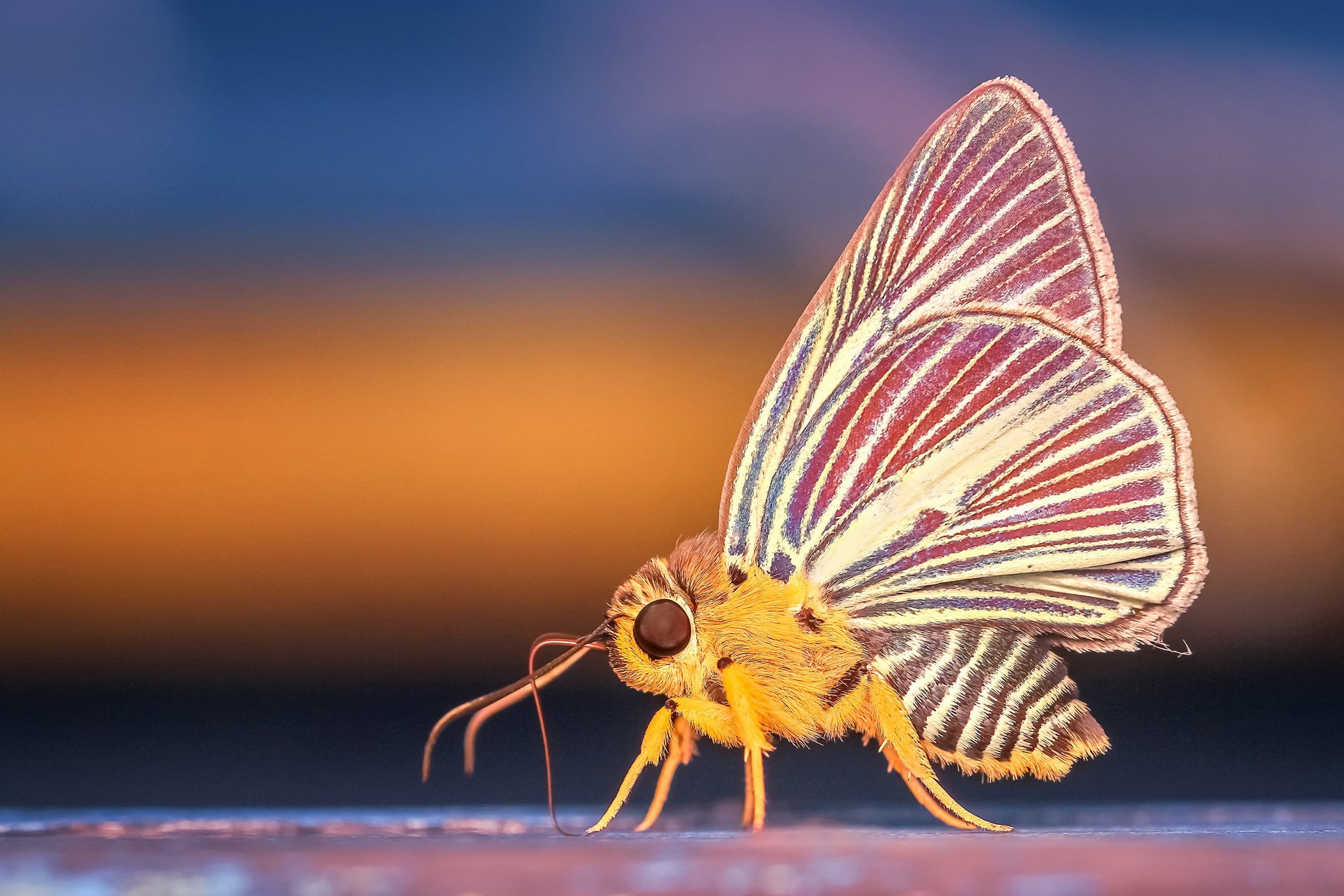 Morph, Butterfly, Insect, Macro, Animal, Nature