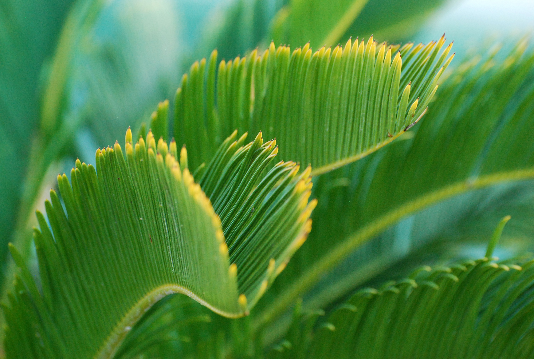 Green, Plant, Palm Tree, Turquoise, Caribbean, Nature