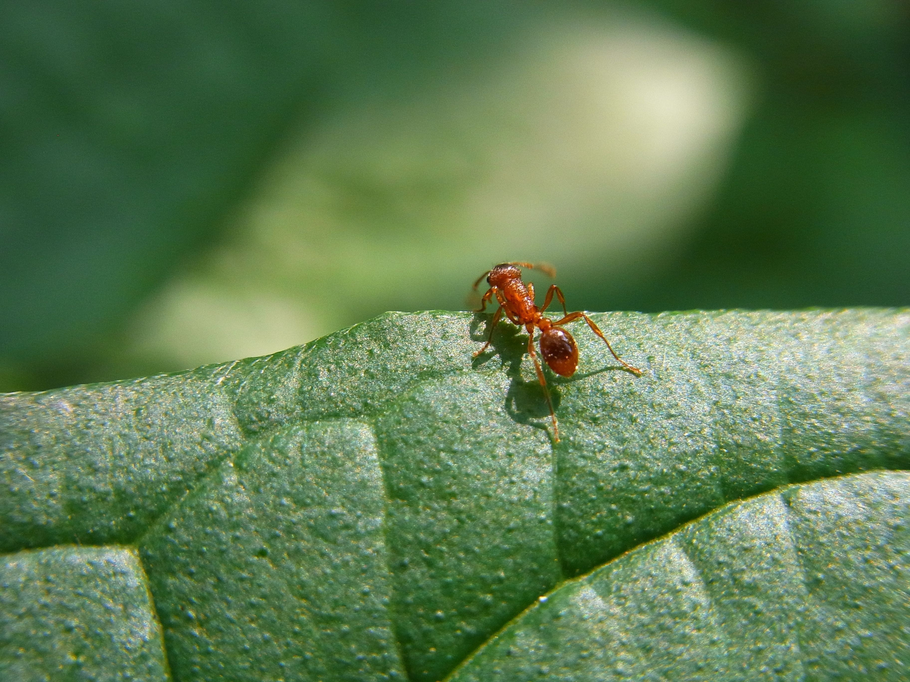 Insect, Ant, Animal, Nature, Forest, Meadow